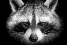 US Charges Ukrainian National for Alleged Involvement in Raccoon Stealer Malware Campaign